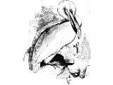 Pelican (Pelecanus onocrotalus), Heb. QATh Lev.11.18, Deut.14.17, Ps.102.6, Is.34.11, Zeph.2.14)